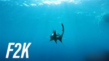 ¿Son realmente tan peligrosos los tiburones?