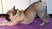 Dog doing YOGA super profession on International Yoga Day 21st June |CUTE video compilation