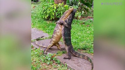 Two Monitor Lizards In PDA