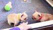 Funniest - Cutest French Bulldog Videos | Funny DOG Compilation #489