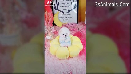 Cute Is Not Enough  Funny Cats and Dogs Videos Compilation 2018 Perros y Gatos Recopilación