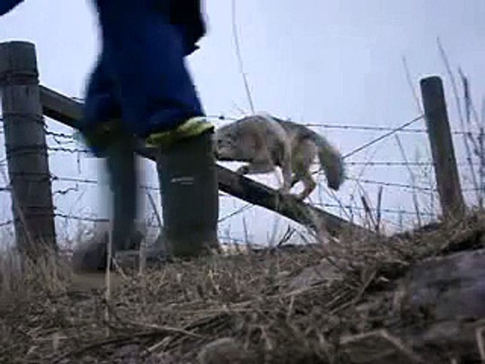 Il libère un coyote coincé dans des barbelés