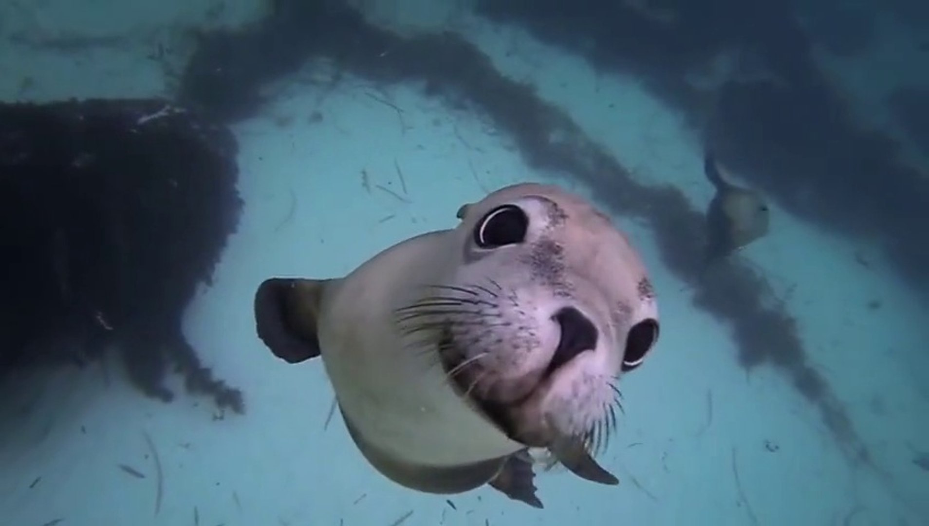 Un Plongeur Filme Des Otaries Tellement Mignonnes Video Dailymotion