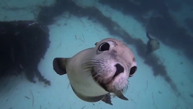 Un plongeur filme des otaries tellement mignonnes