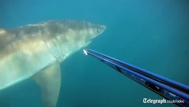 Un plongeur tombe nez-à-nez avec un grand Requin Blanc!