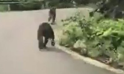 Karayoluna inen ayılar böyle görüntülendi