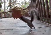 Squirrel Goes Nuts for Donald Trump Feeder