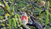 Le printemps dans le Doubs  CLIP