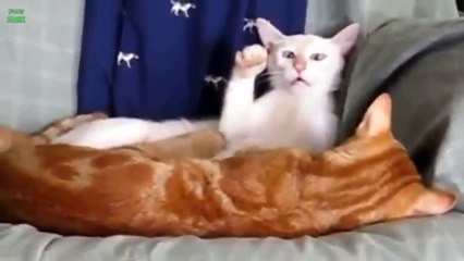 حيوانات مضحكة جدا