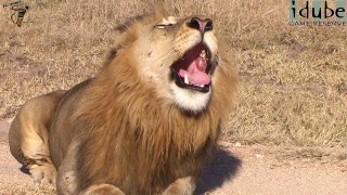 Powerful Roar Of A Majestic Wild African Male Lion