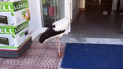 Uçamayan leylek mağazaya 'misafir' oldu - ARDAHAN