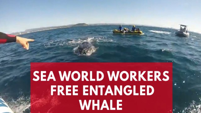 Entangled Whale Freed From Shark Net In Queensland