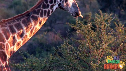 GIRAFFE- Animals for children. Kids videos. Kindergarten - Preschool learning