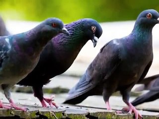 Weird Olympic sports That you didn't know existed