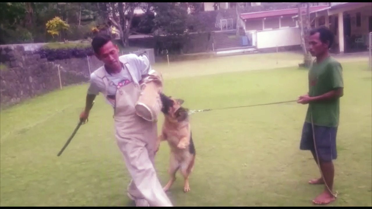 Queen when playing in his home Kennel