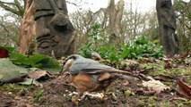 Entertainment for Cats : Birds and Squirrels in The Woodland Garden