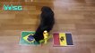 Brazil vs Belgium - World Cup 2018 QUARTER FINALS - Cute Animal Prediction