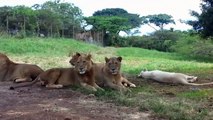 逛動物園記得鎖車門@@