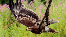 Eurasian Eagle Owl | Animal Fact Files