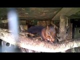 Red Squirrels at Totnes Rare Breeds Farm