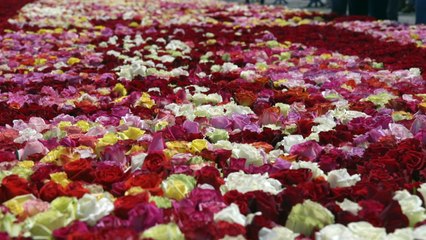 Ecuador busca título Guinness con 500.000 rosas