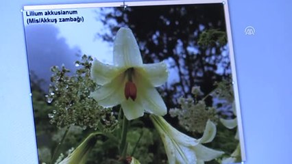 Ordu'da 900 Bitki Çeşidi Daha Tespit Edildi