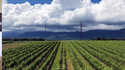 A louer - Appartement - Eysins (1262) - 3.5 pièces - 96m²