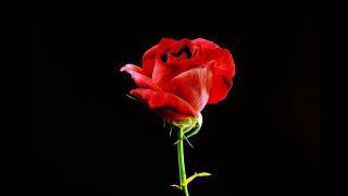 Blooming Rose Timelapse Video