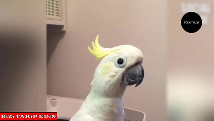 Sevimli Papağanların Komik Görüntüleri