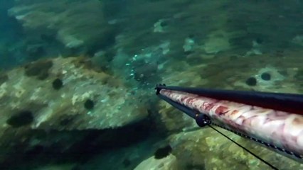 Noticia | Sorprendente hallazgo en la Costa Brava