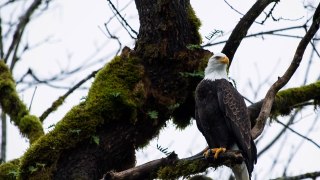 Bald Eagles in Upper Skagit River Dec new