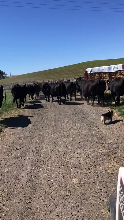 Corgi Cattle Dog