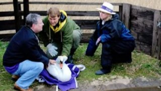 Touching Moment Swan Hugs Man Who Saved His Life In A Remarkable Show Of Gratitude