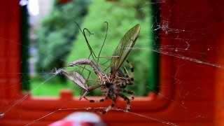 Spider vs giant mosquito.