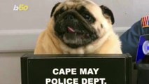 Runaway Pug's Mugshot Goes Viral and Helps Reunite Pooch With Owner