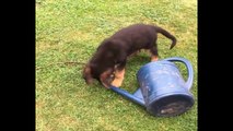 Funniest - Cutest German Shepherd Puppies #26 - Funny Dogs Compilation 2018