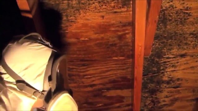 Attic Mold Removal In Clearwater FL 727-877-1011 TampaBayMold.net