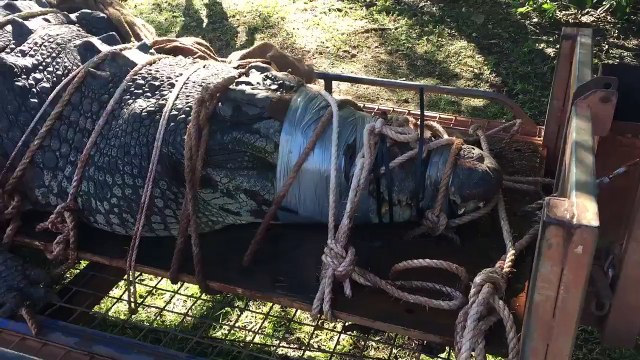 Un alligator colossal capturé après des années