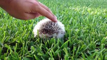 Cute Hedgehog Playing Outside