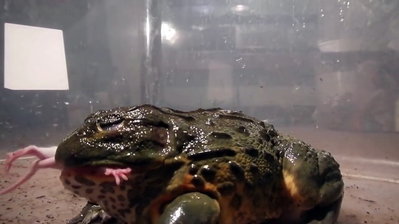 Giant African Bullfrogs eating everything in sight video Dailymotion