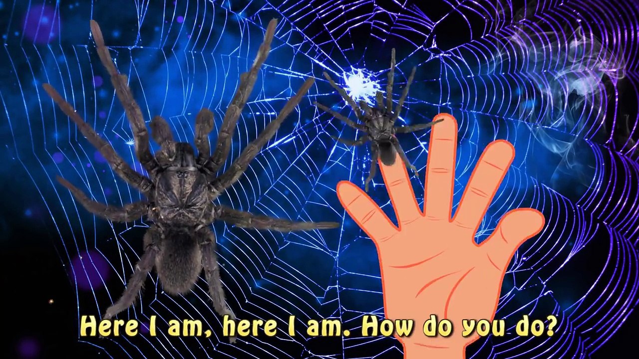 Finger Family Spider Halloween Monster | Funny Finger Song Animals Bugs Nursery Rhyme for