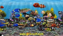 3D Fish School Aquarium Screensaver Tropical Fish Tank for Windows HD