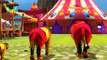Circus Animals For Children Rhymes for Nursery Song Colored 3D Toddlers Preschool Rhyme