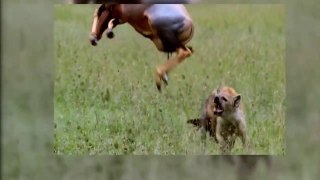 National Geographic Animals - Predator Fails - Seek and Destroy 1