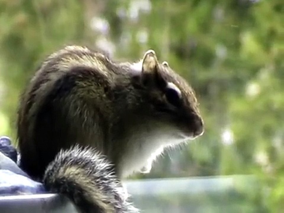 Streifenhörnchen zwitschert (Paarungsruf)