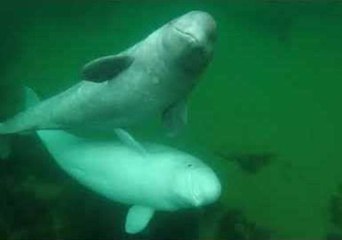 Curious Beluga Whales Enjoy a Meet and Greet with Paddleboarder in Nova Scotia