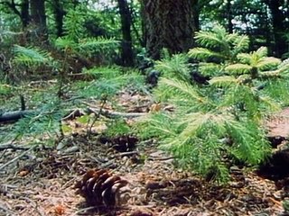 Bbc The Living Planet 03of12 The Northern Forests