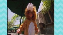 Baby Animals Songs 30 Minutes Full DVD Sing Along | Nursery Rhymes Kids Songs