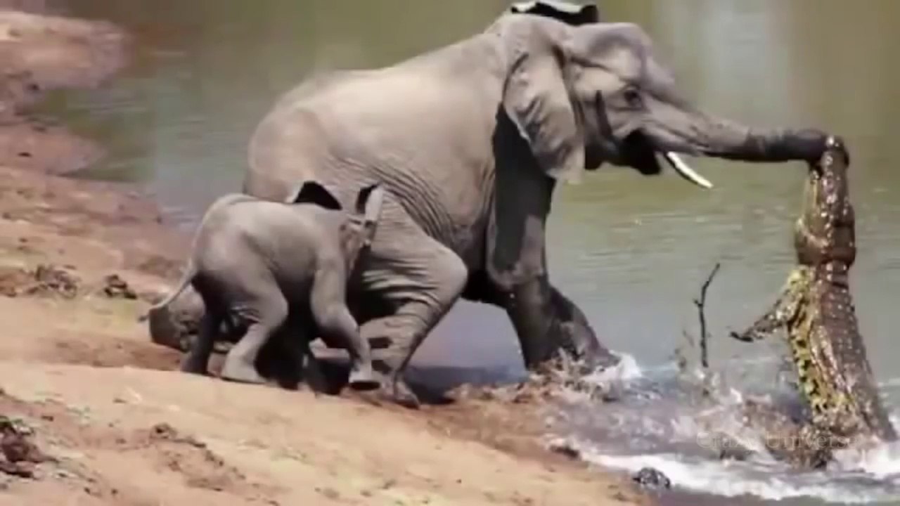 10 Unbelievable Animals That Saved Other Animals