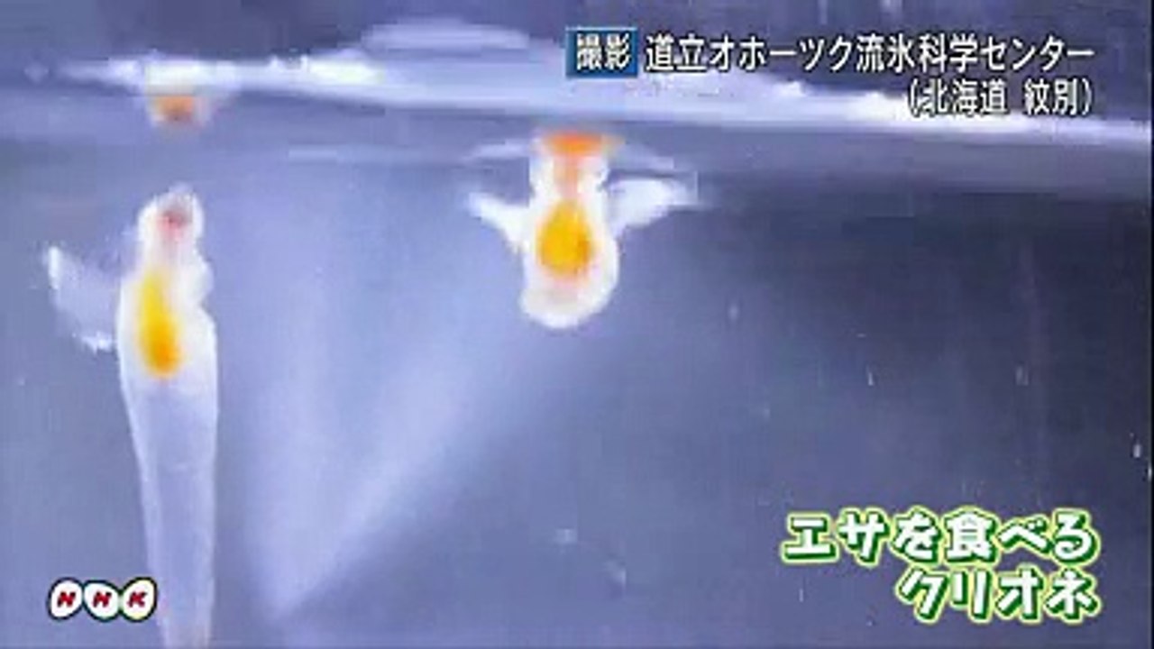 クリオネ 餌を食べる様子を撮影